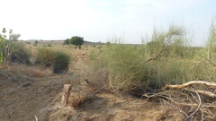 Leptadenia pyrotechnica