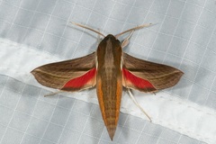 Hippotion boerhaviae