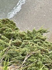 Juniperus chinensis sargentii