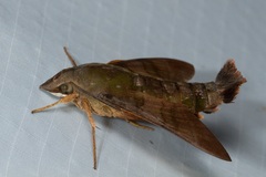 Macroglossum corythus