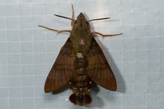 Macroglossum corythus