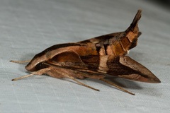 Macroglossum mitchellii