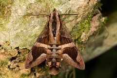 Macroglossum mitchellii