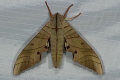 Marumba juvencus