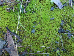 Leptodontium paradoxum