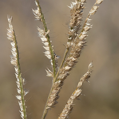 Urochloa mosambicensis