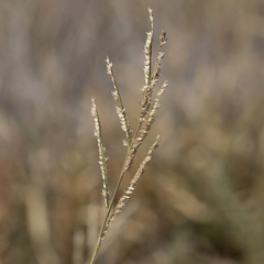 Urochloa mosambicensis