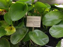 Hydrocleys martii