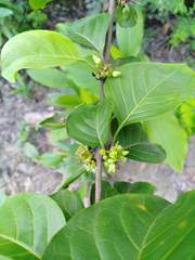Meyna laxiflora