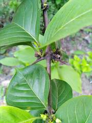 Meyna laxiflora