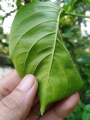 Meyna laxiflora