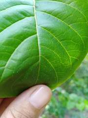 Meyna laxiflora