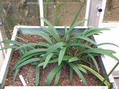 Hippeastrum reticulatum