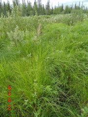 Calamagrostis purpurea