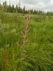 Calamagrostis purpurea