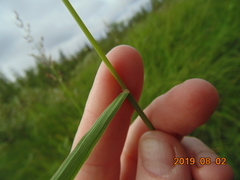 Calamagrostis purpurea