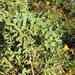 Antizoma angustifolia - Photo Oikeuksia ei pidätetä, lähettänyt Botswanabugs