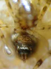 Parasteatoda cingulata