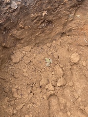 Lithobates neovolcanicus