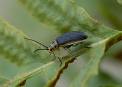 Trirhabda geminata