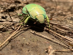Chrysina laniventris