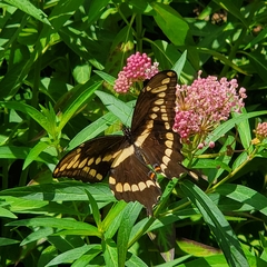 Heraclides cresphontes