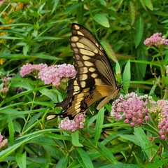 Heraclides cresphontes
