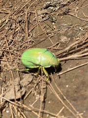 Chrysina laniventris