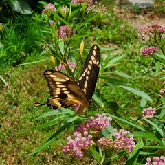 Heraclides cresphontes