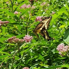 Heraclides cresphontes