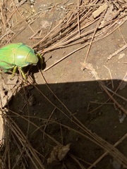 Chrysina laniventris