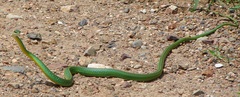 Leptophis diplotropis