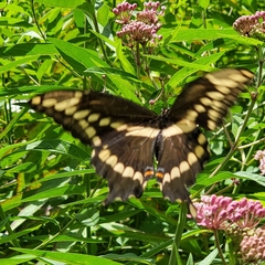 Heraclides cresphontes