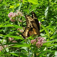 Heraclides cresphontes