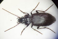 Nebria salina