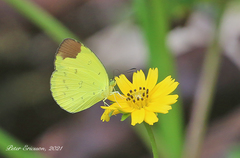 Eurema sari