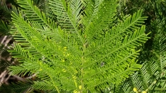 Acacia decurrens