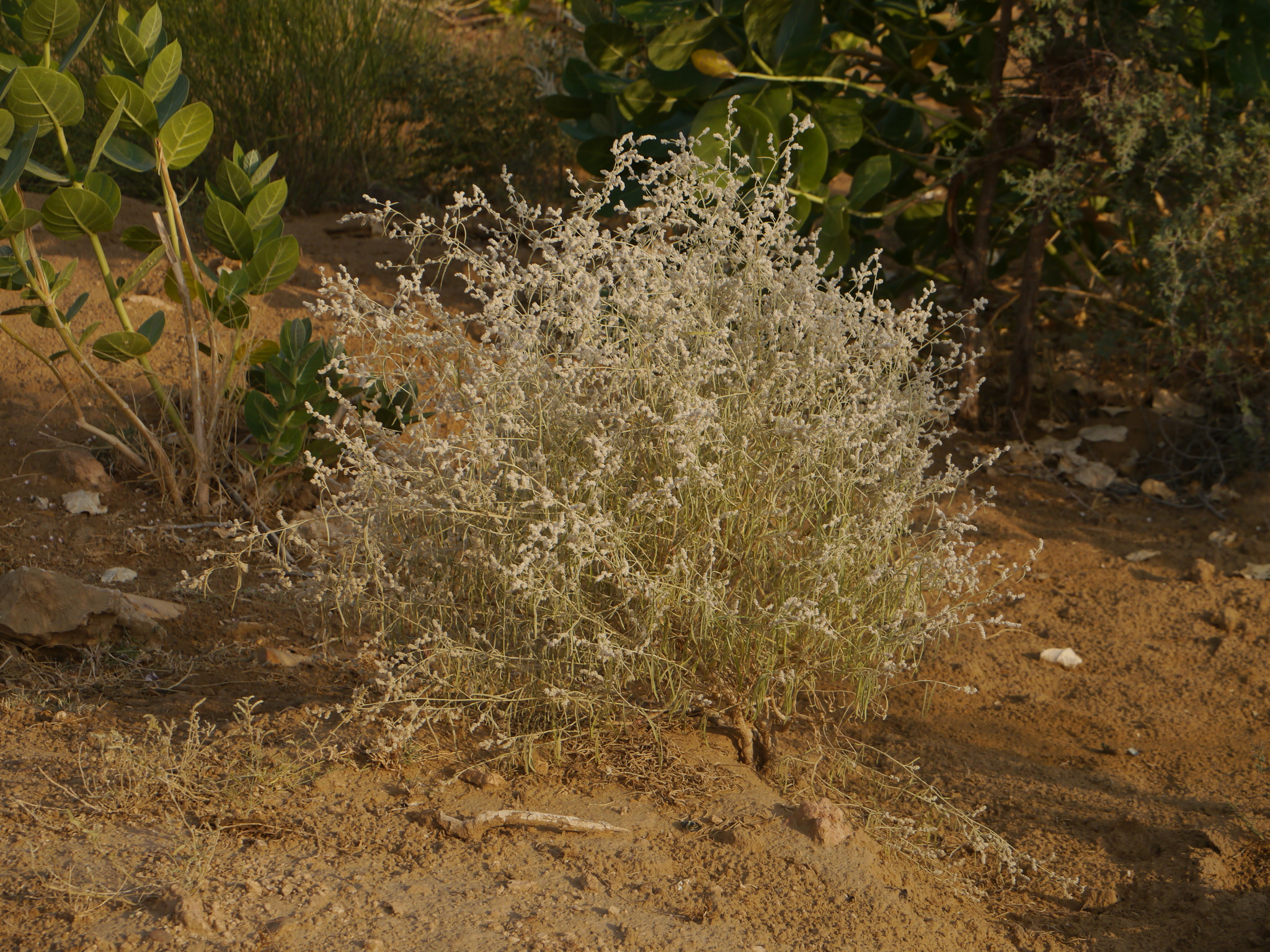 Aerva javanica (Burm.f.) Juss. ex Schult.