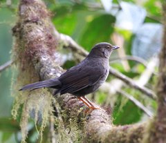 Turdus serranus