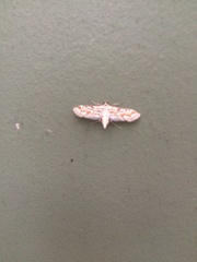 Parapoynx dentizonalis