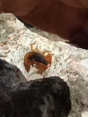 Centruroides ochraceus