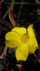 Hibbertia cunninghamii