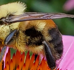 Bombus griseocollis