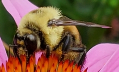 Bombus griseocollis