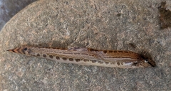 Cobitis elongatoides