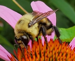 Bombus griseocollis