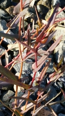 Hibbertia cunninghamii