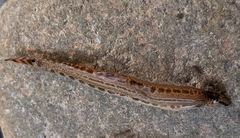 Cobitis elongatoides