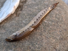 Cobitis elongatoides