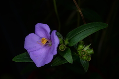 Osbeckia chinensis